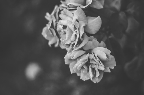Ein Blume in schwarz-weiß